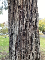 Eucalyptus tricarpa