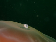 Hyperiidae