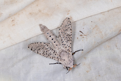 Polyphagozerra coffeae