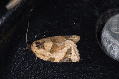 Neocalyptis affinisana