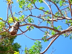 Roseodendron donnell-smithii