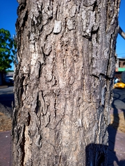 Roseodendron donnell-smithii