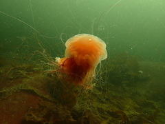 Hyperiidae
