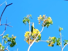 Roseodendron donnell-smithii