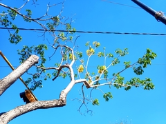 Roseodendron donnell-smithii