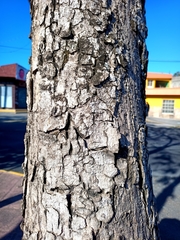 Roseodendron donnell-smithii