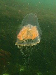 Catablema multicirratum