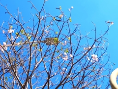 Tabebuia rosea