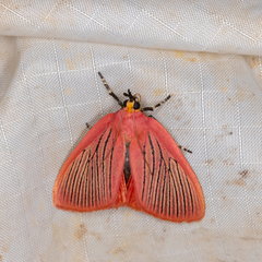 Arctioblepsis rubida