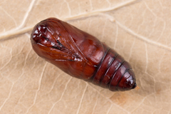 Callimorpha dominula