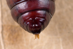 Callimorpha dominula