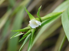 Elleanthus caricoides