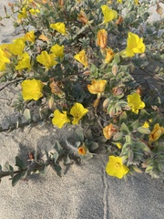 Camissoniopsis cheiranthifolia