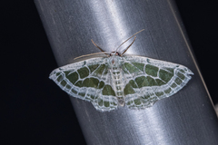 Pseudeuchlora kafebera