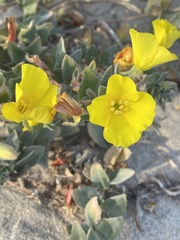 Camissoniopsis cheiranthifolia