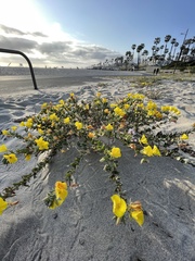 Camissoniopsis cheiranthifolia