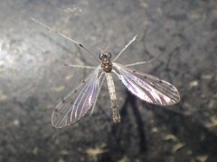 Dicranota maculata