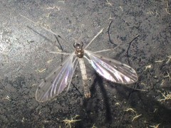 Dicranota maculata