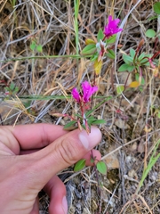 Clarkia concinna raichei