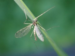Dicranota maculata