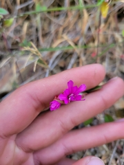 Clarkia concinna raichei