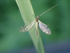 Dicranota maculata