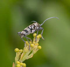Chlorophorus macaumensis