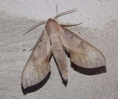 Xylophanes rhodocera