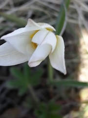 Tulipa patens