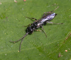 Dolichurus