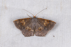 Serratophyga subangulata
