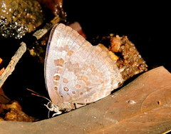 Arhopala amantes
