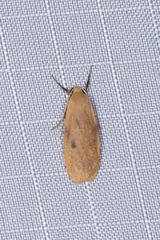 Paralithosia shaowuica