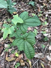 Dioscorea sansibarensis