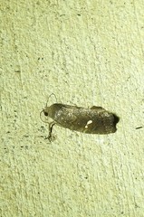 Elusa oenolopha