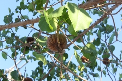 Hura polyandra