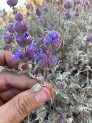 Salvia dorrii