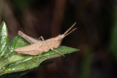 Phlaeoba antennata