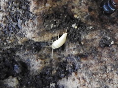 Atelurinae