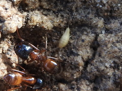 Atelurinae