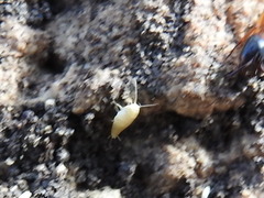 Atelurinae