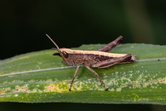 Phlaeoba antennata