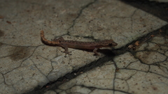 Hemiphyllodactylus typus