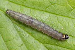 Choristoneura hebenstreitella