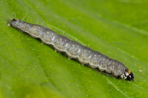 Great Tortrix, photo 3 of 10