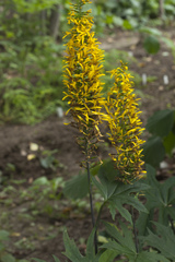 Ligularia przewalskii