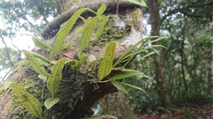 Lemmaphyllum diversum