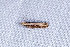 Hypatima spathota