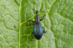 Perapion violaceum
