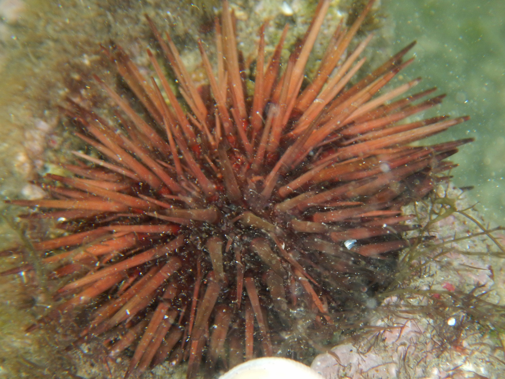 Reef Urchin